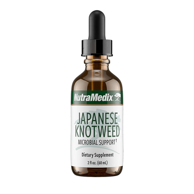 Japanese Knotweed