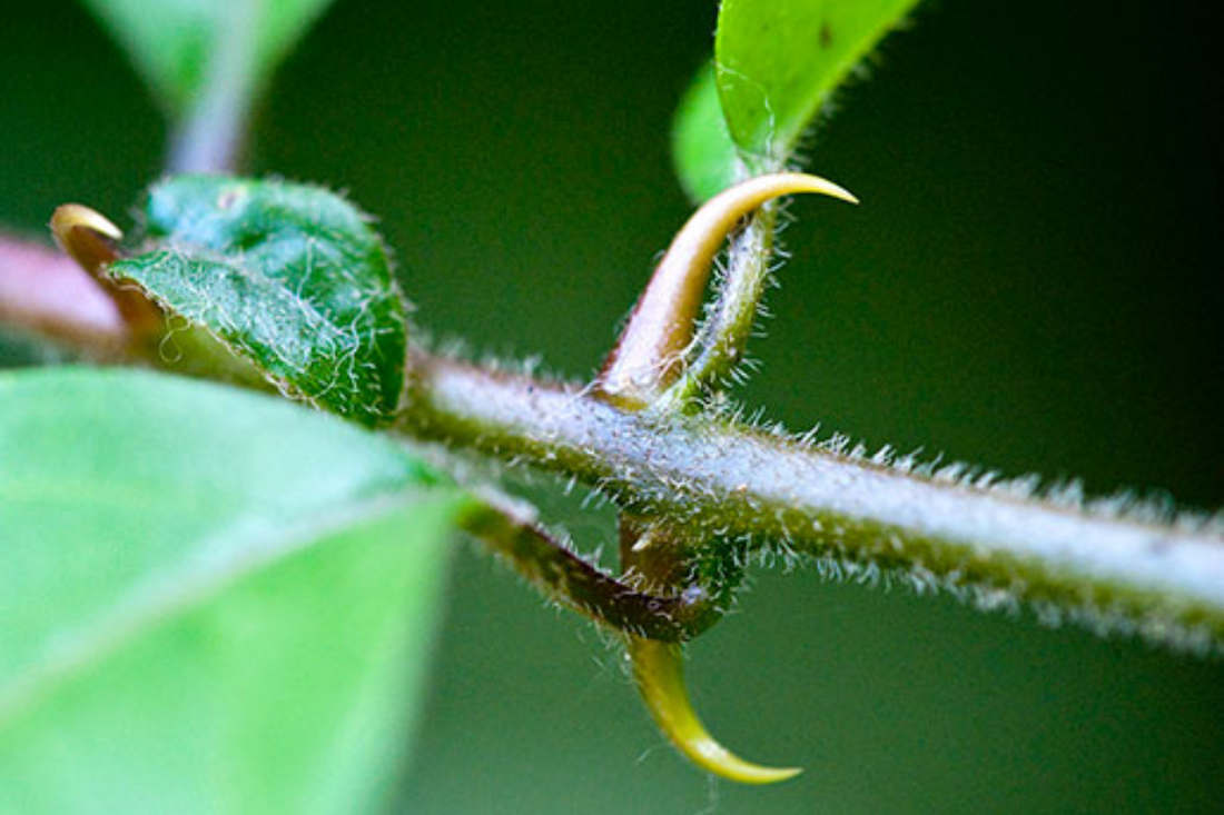 Why This Cat's Claw (Samento) Herbal Formula Differs From the Others