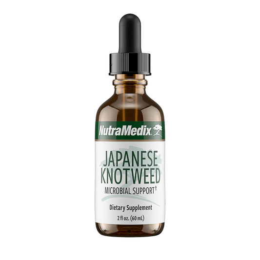 Japanese Knotweed