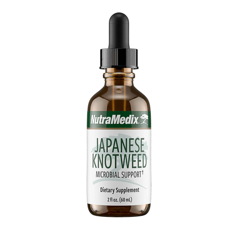 Japanese Knotweed